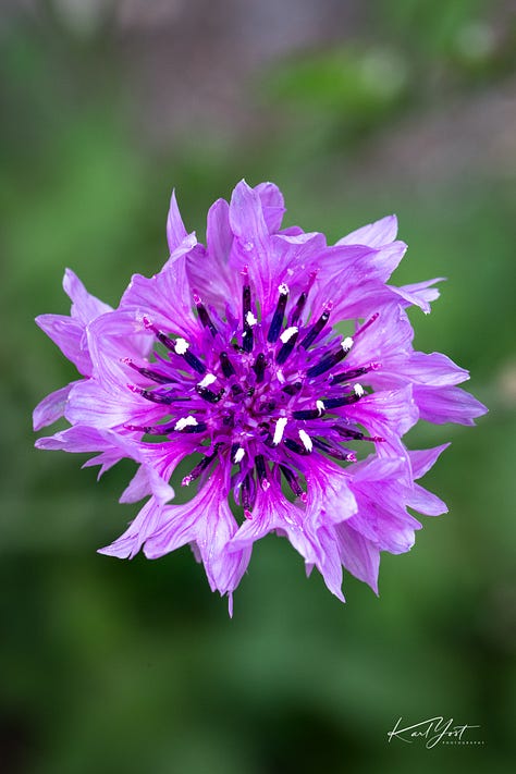 flowers with various insects on them or approaching