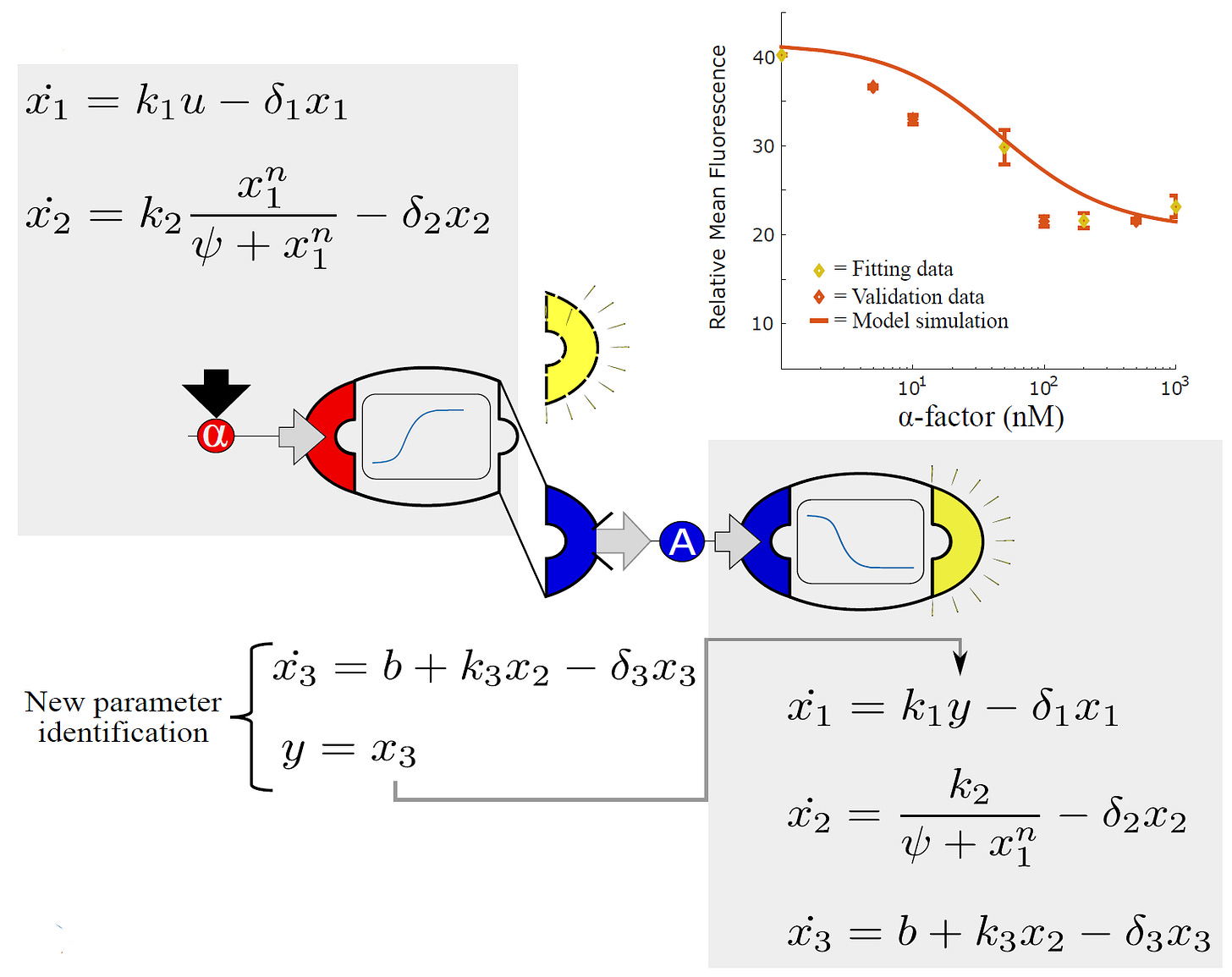 Modular combination of strains into sender-receiver pairs. The fluorescence output of the sender strain is exchanged for a signaling molecule that is sensed by the receiver strain. The mathematical models of the two strains can also be joined by equating the sender’s output and the sender’s input (y=x_3). Output parameters of the sender strain were re-identified to account for the change from a fluorescent to a chemical signal output. Modular combination of strains into sender-receiver pairs. The fluorescence output of the sender strain is exchanged for a signaling molecule that is sensed by the receiver strain. The mathematical models of the two strains can also be joined by equating the sender’s output and the sender’s input (y=x_3). Output parameters of the sender strain were re-identified to account for the change from a fluorescent to a chemical signal output.