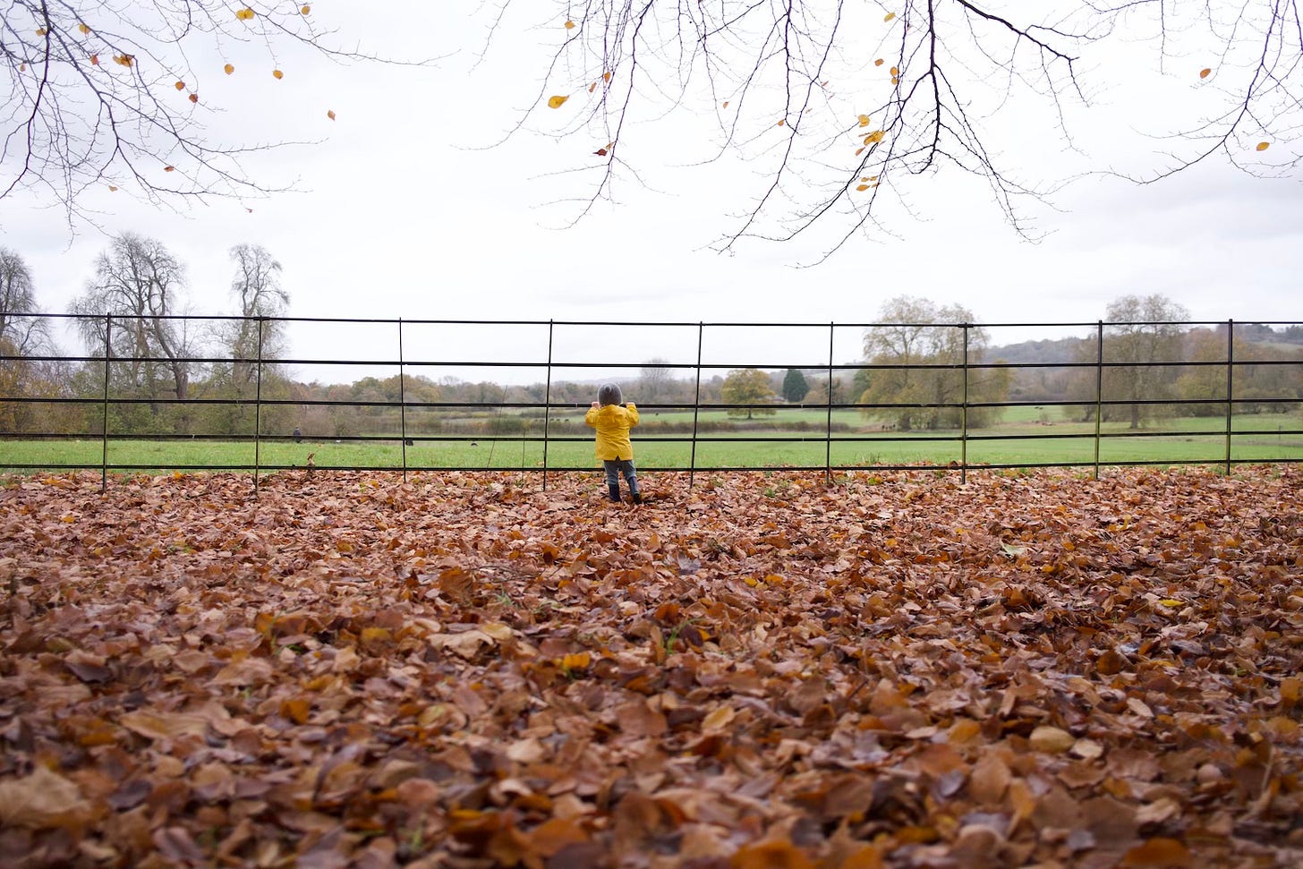 Photo of a child in a yellow jacket. Lots of brown fallen leaves are visible.