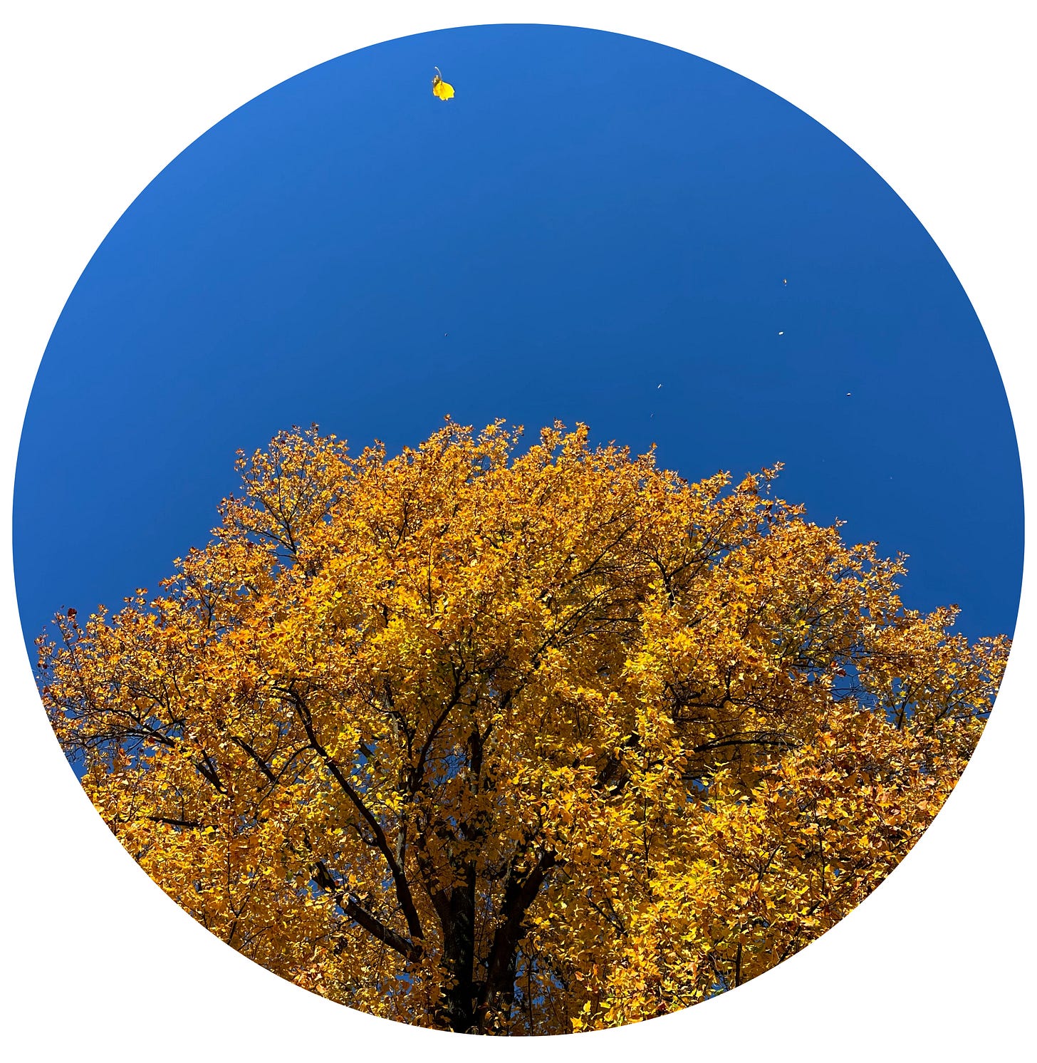 Radiant tree in autumn, with some yellow sunlit leaves floating in front of a deep blue sky