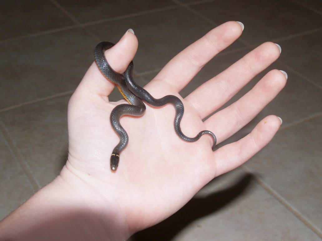 Ringneck Stock 2 by magenta-stock on DeviantArt