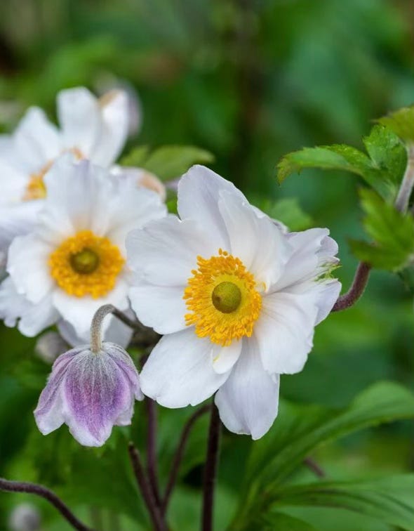 Plant Portrait: Japanese anemones in the autumn garden
