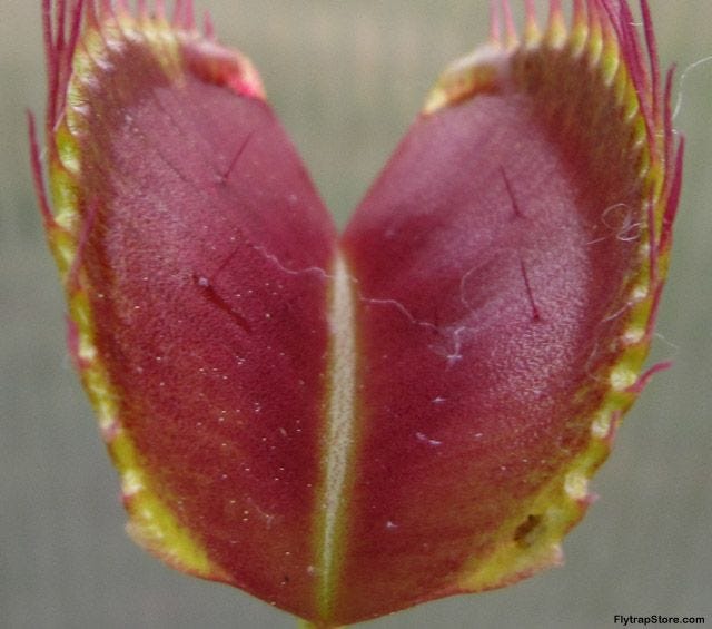 Happy V-Day (VFT Day!), awesome forum members! : Photos of Other Subjects |  Happy v day, Venus fly trap, Venus