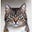 Stephanie Kluck's avatar
