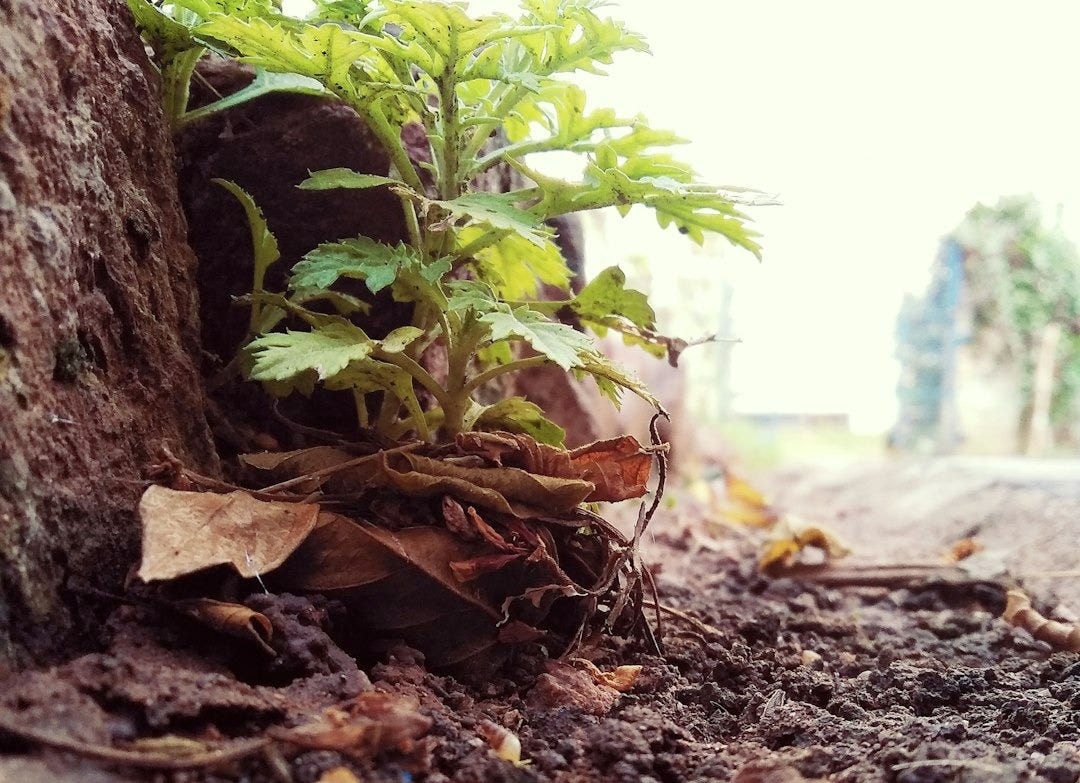 a plant growing out of the ground