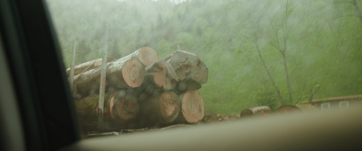 Picture of logs on the back of a truck, taken through a car window
