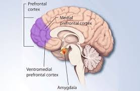 medial prefrontal cortex ...