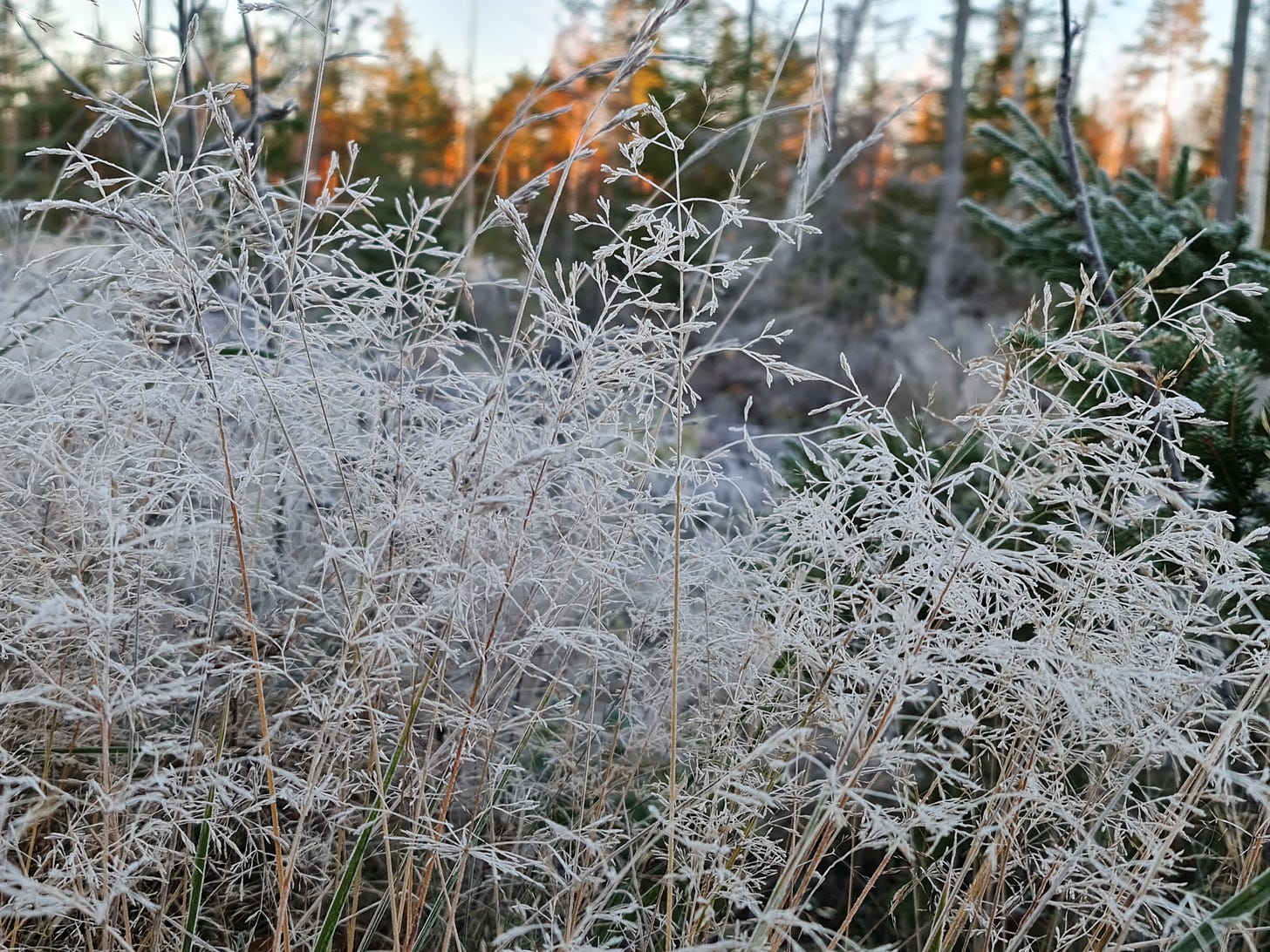Rimfrost i gräs.