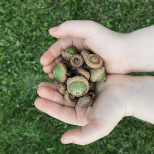 -pockets full of acorns-