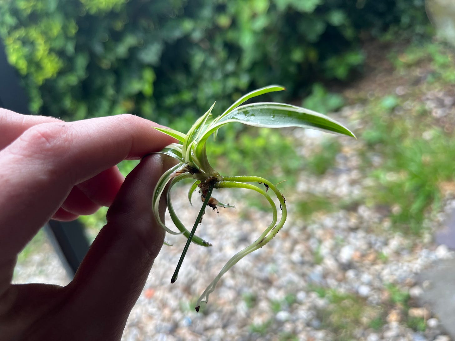 spiderettes roots grown after being propagated in water