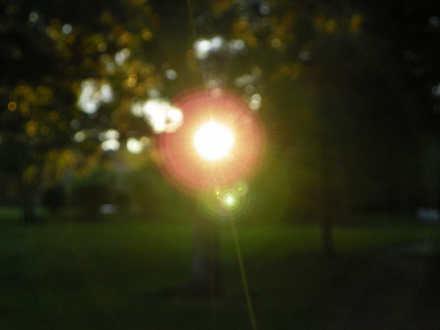Sunlight shining through the trees, blurred to create a bokeh effect