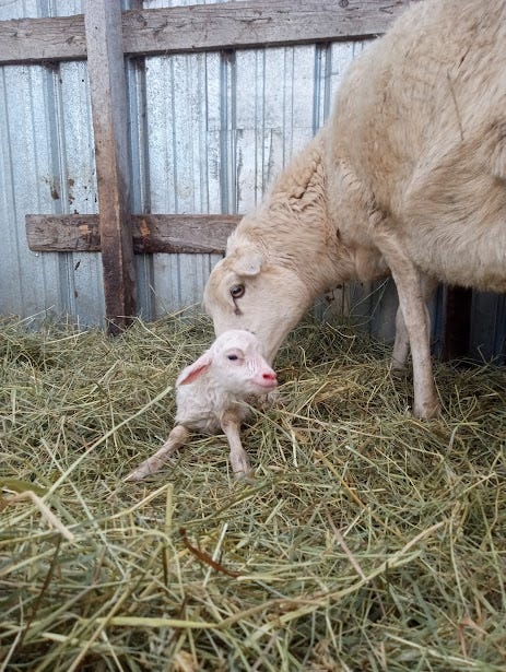 Two photos from the farm. The first is a large jug filled with brown cider, with a cloth covering the top. The second photo shows a white sheep with a new lamb in the hay.