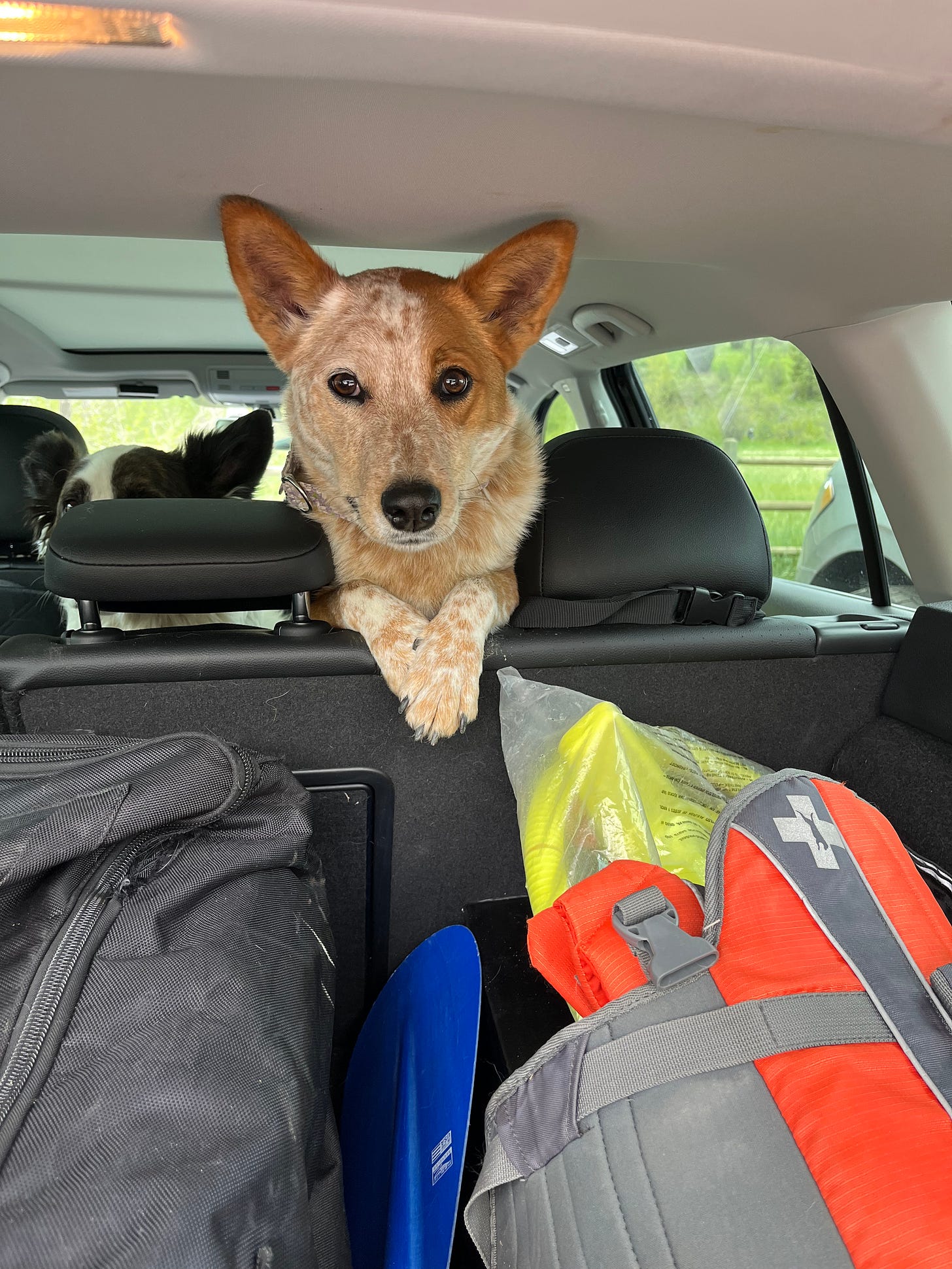 a red heeler dog looking over the back seat of a car with paddleboard equipment in the back a red heeler dog looking over the back seat of a car with paddleboard equipment in the back