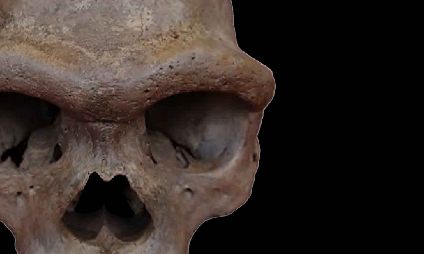 Closeup view of the face of the Harbin skull