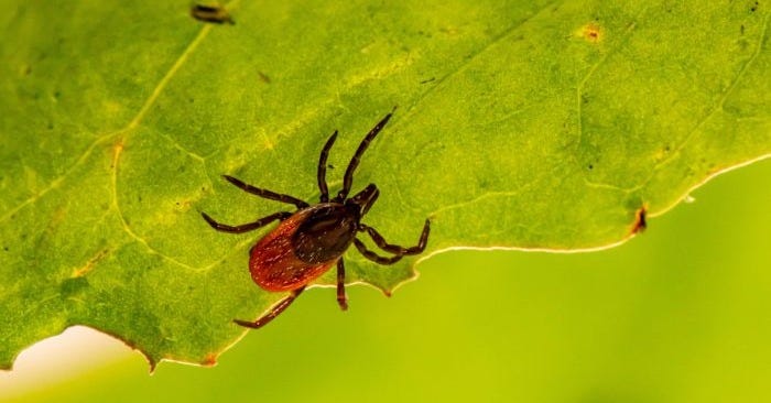 What to expect this tick season | WTIP