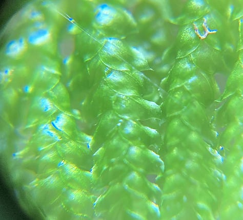 Left hand images shows a kind of umbrella moss, middle shows a hanging moss among red aerial roots of a tree, last image shows rows of tiny leaves up close