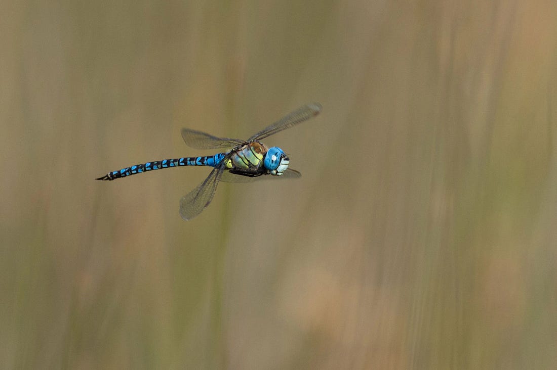 A Southern Migrant Hawker dragonfly at the Vendicari nature reserve, Sicily. A Southern Migrant Hawker dragonfly at the Vendicari nature reserve, Sicily.
