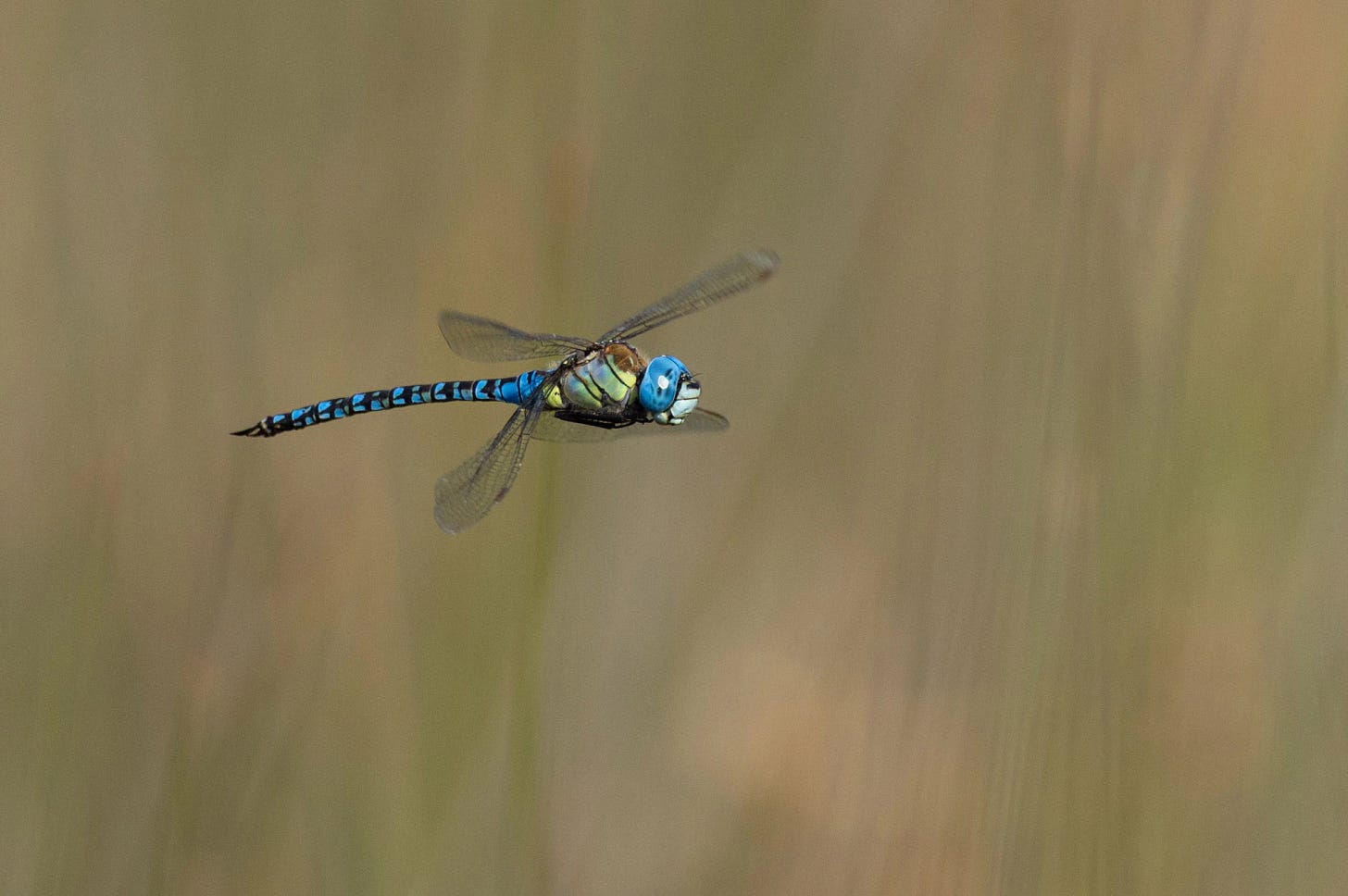 A Southern Migrant Hawker dragonfly at the Vendicari nature reserve, Sicily. A Southern Migrant Hawker dragonfly at the Vendicari nature reserve, Sicily.