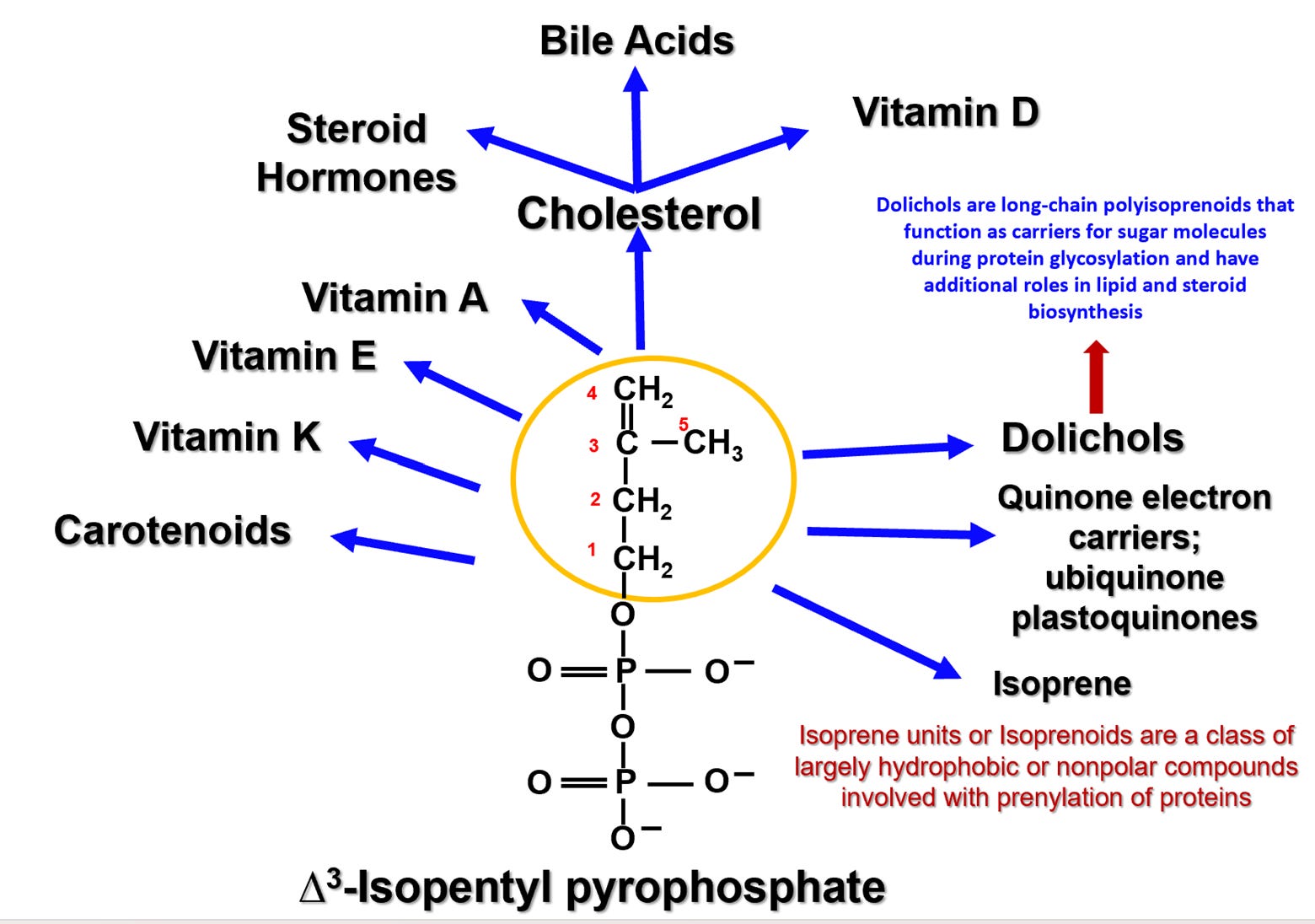 Ws Unit Cell Image Lipid & Lipoprotein Tutorial - Sterology