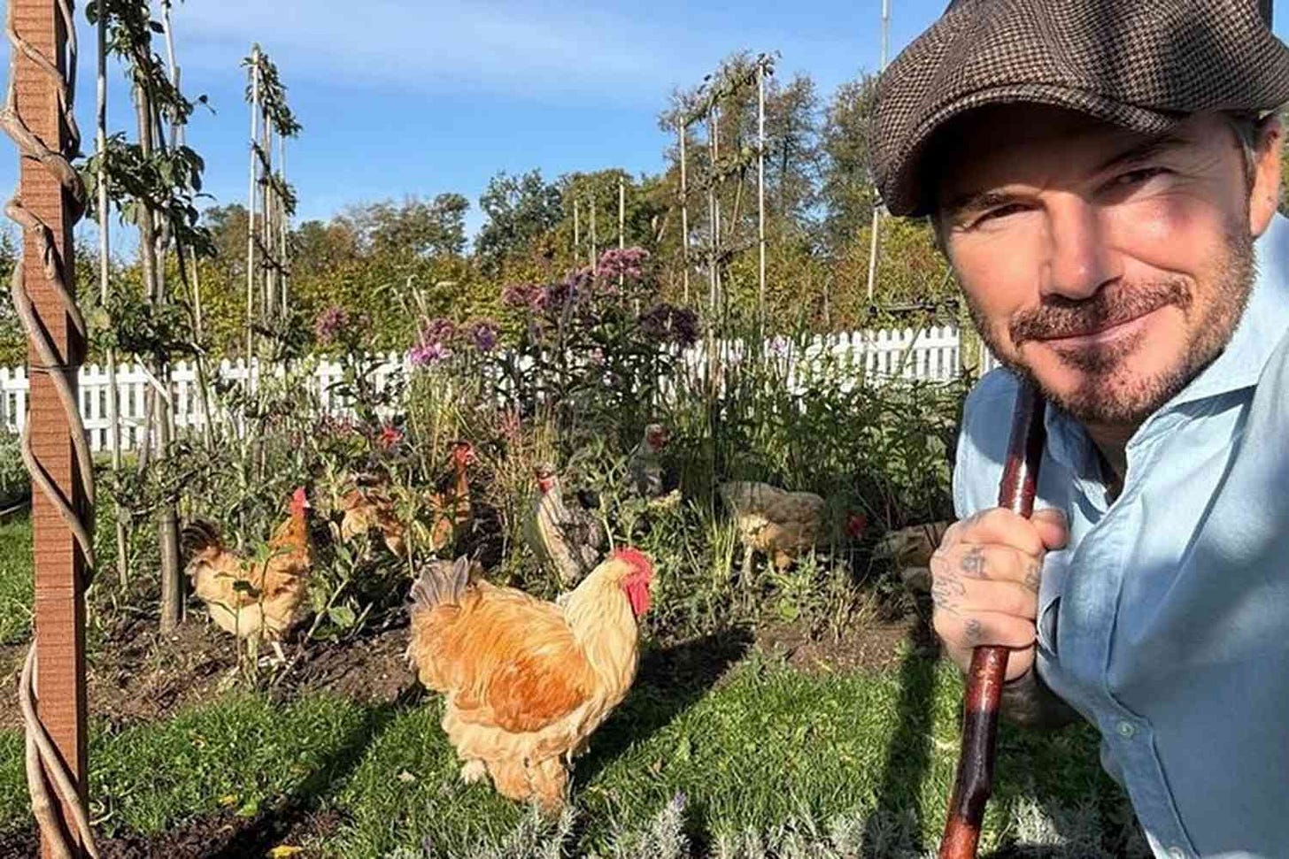 David Beckham Shows Off His 'Country' Menagerie