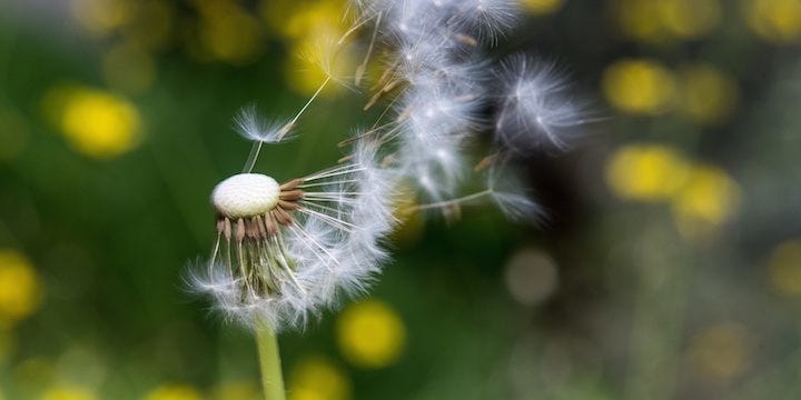 Practice of Mindfulness | Strategic Psychology | Canberra