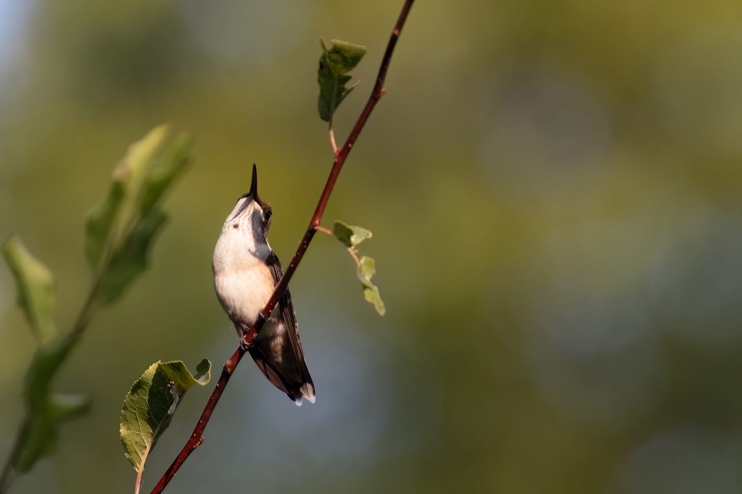 Juvenile male hummingbird resting on a reddish thin branch, with his head pointing up. There is a single red jewel-like spot on his throat, signalling that he is a juvenile male. The black pointy shadow of his black bill forms a long triangle on his neck, pointing towards the red spot.