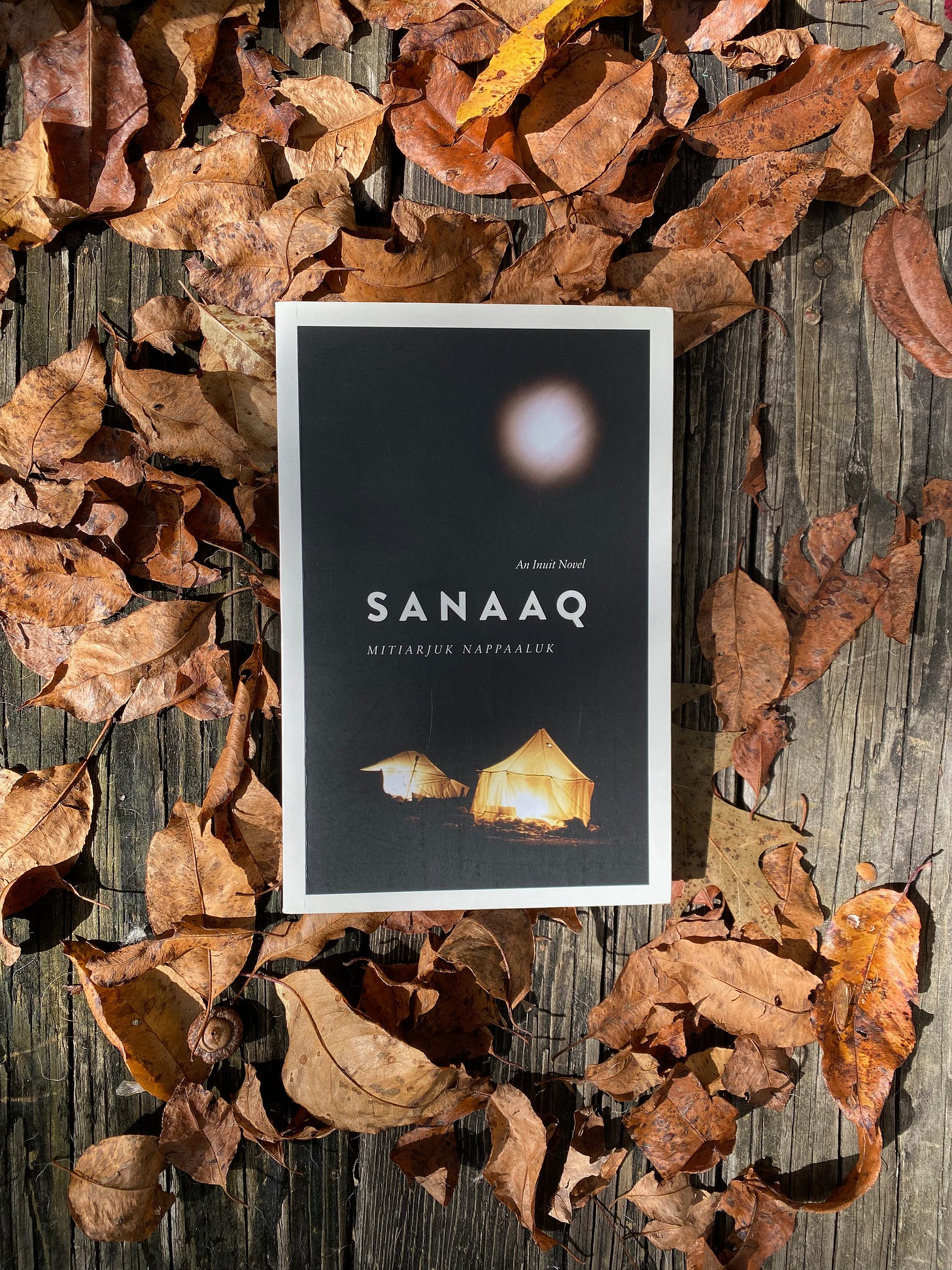 Sanaaq on a pile of brown leaves on my porch.