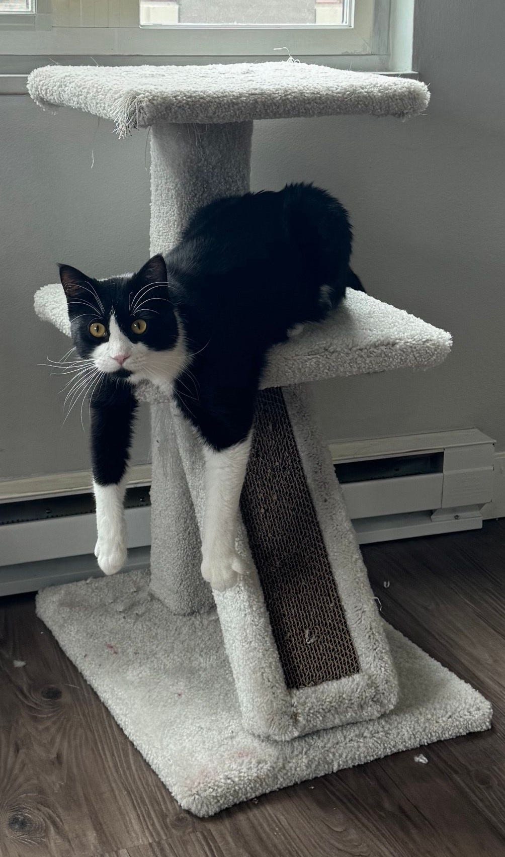 Benny lounges with his body stretched across the middle platform of a well-loved cat tree. His front legs dangle dramatically over the edge as he gazes forward with wide, golden eyes and a look of curiosity. Benny lounges with his body stretched across the middle platform of a well-loved cat tree. His front legs dangle dramatically over the edge as he gazes forward with wide, golden eyes and a look of curiosity.