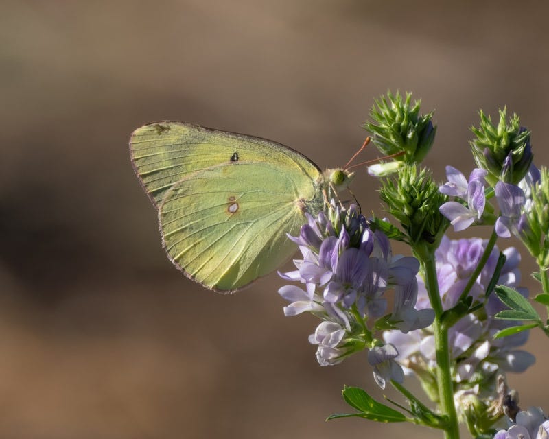 20250731-Manville-60-Edit.jpg 20250731-Manville-60-Edit.jpg