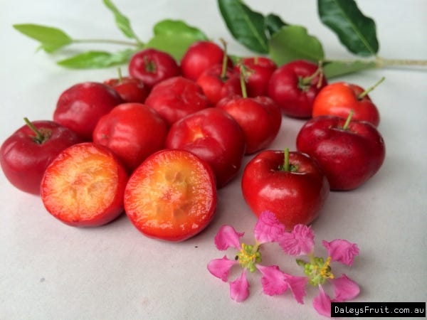 Acerola - Florida Sweet