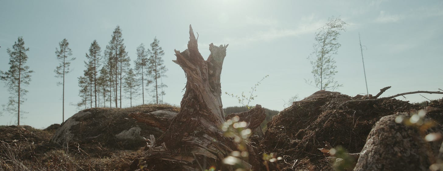 Picture of a tree stump from a logged tree in an open field under the sun