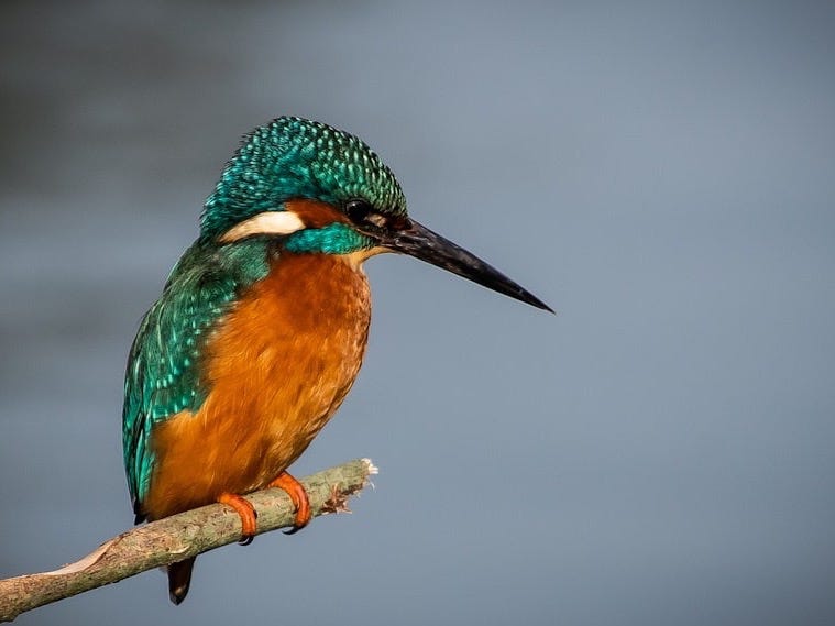 a colorful bird sitting on top of a tree branch