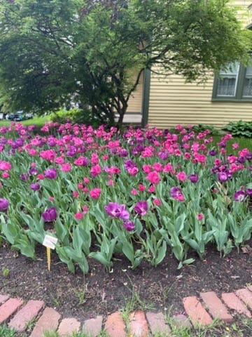 Tulips at Pella's Tulip Time