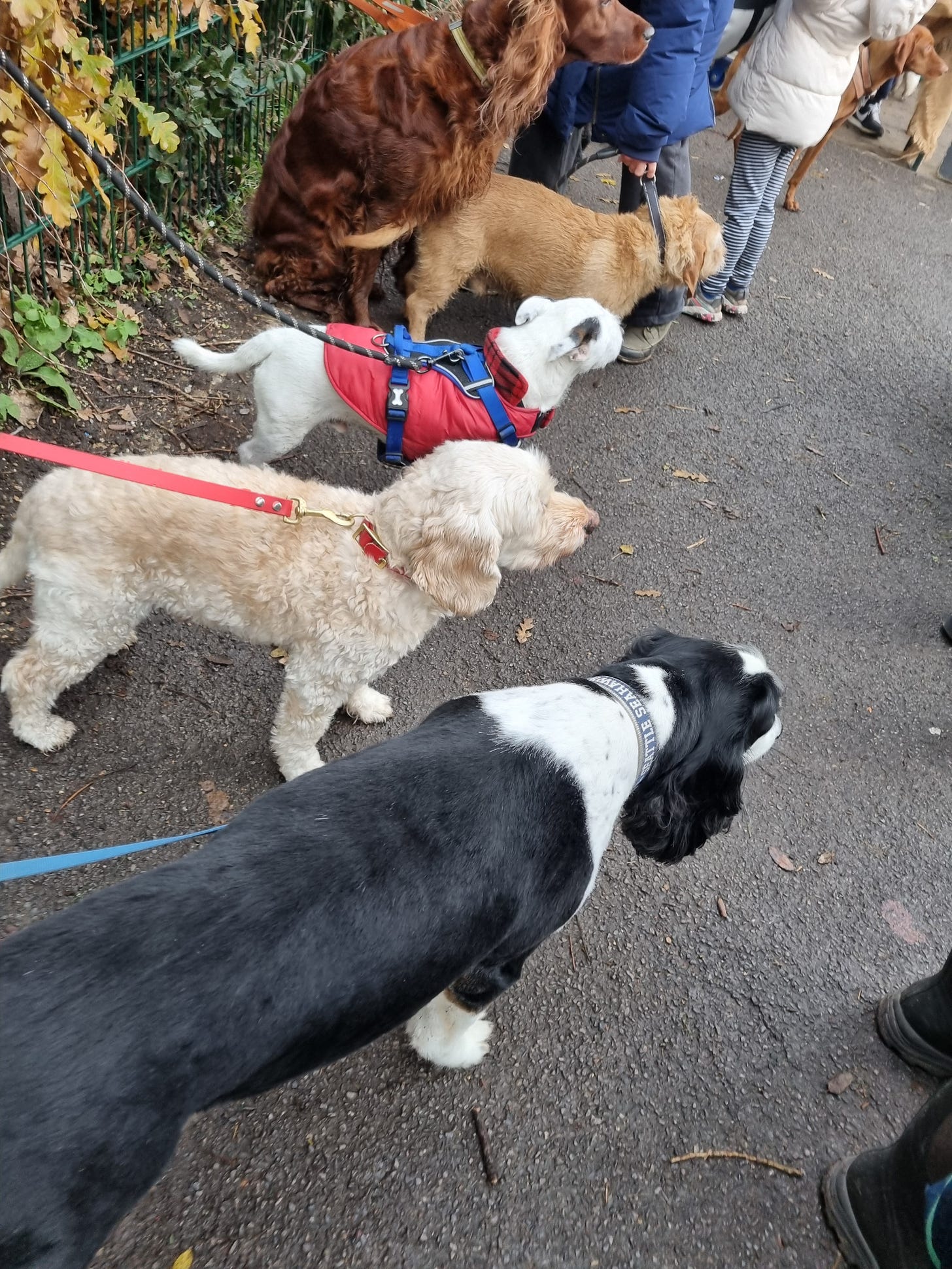 The dog creche, Parliament Hill Farmers Market, London The dog creche, Parliament Hill Farmers Market, London