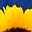 SunnyDayzy's avatar