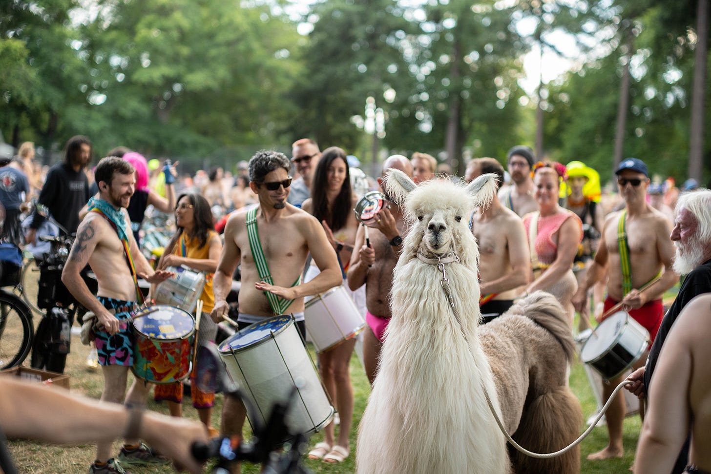 A llama stands calmly in the foreground while drummers and nude and partially clothed participants gather before the Portland World Naked Bike Ride at Wilshire Park. A llama stands calmly in the foreground while drummers and nude and partially clothed participants gather before the Portland World Naked Bike Ride at Wilshire Park.