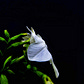 Sen's avatar