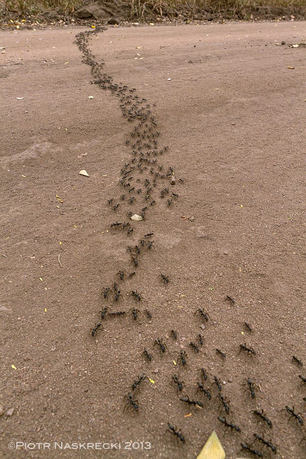 A Deeper Dive: Army Ants - by Jack Becker - Ant Insights