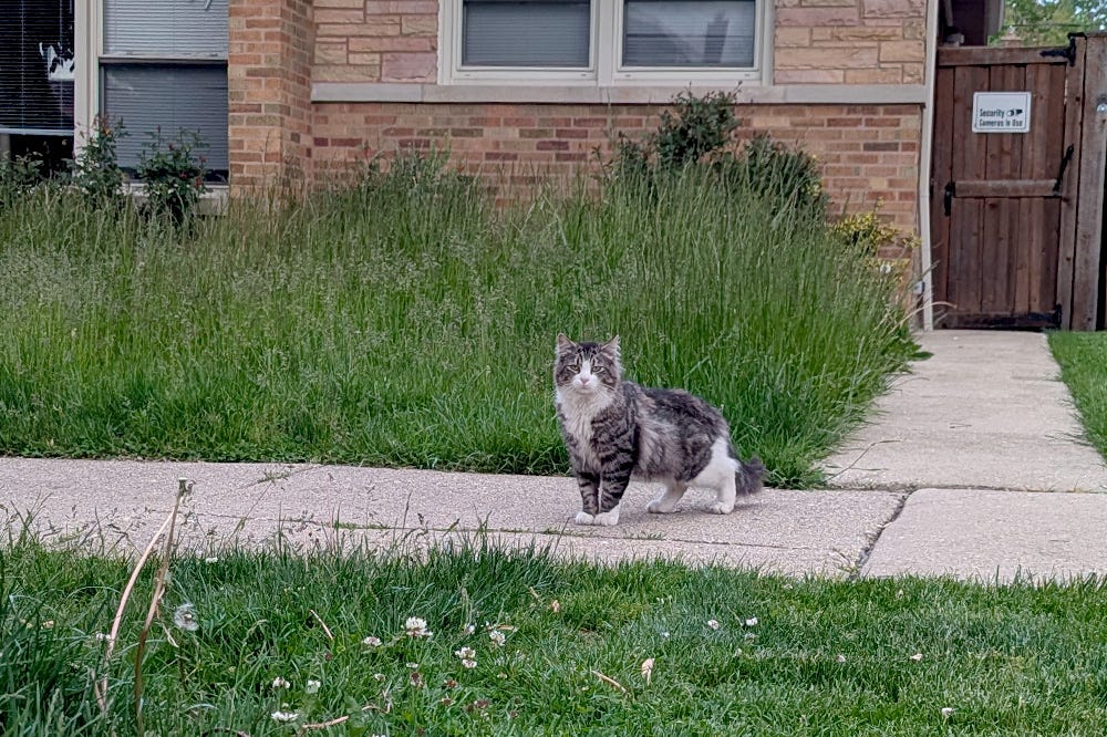 A gray and white tabby cat stands guard in front of an overgrown lawn