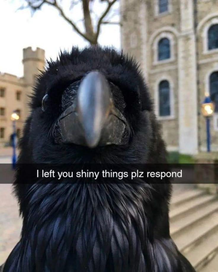 This may contain: a black bird with the words i left you shiny things piz respond