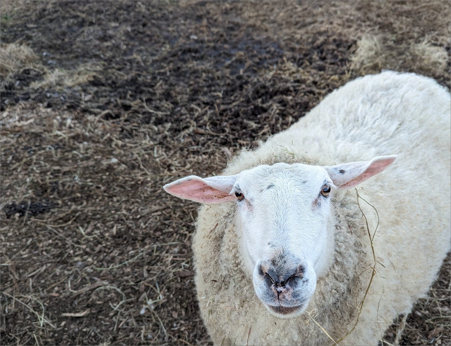 Photo of a sheep