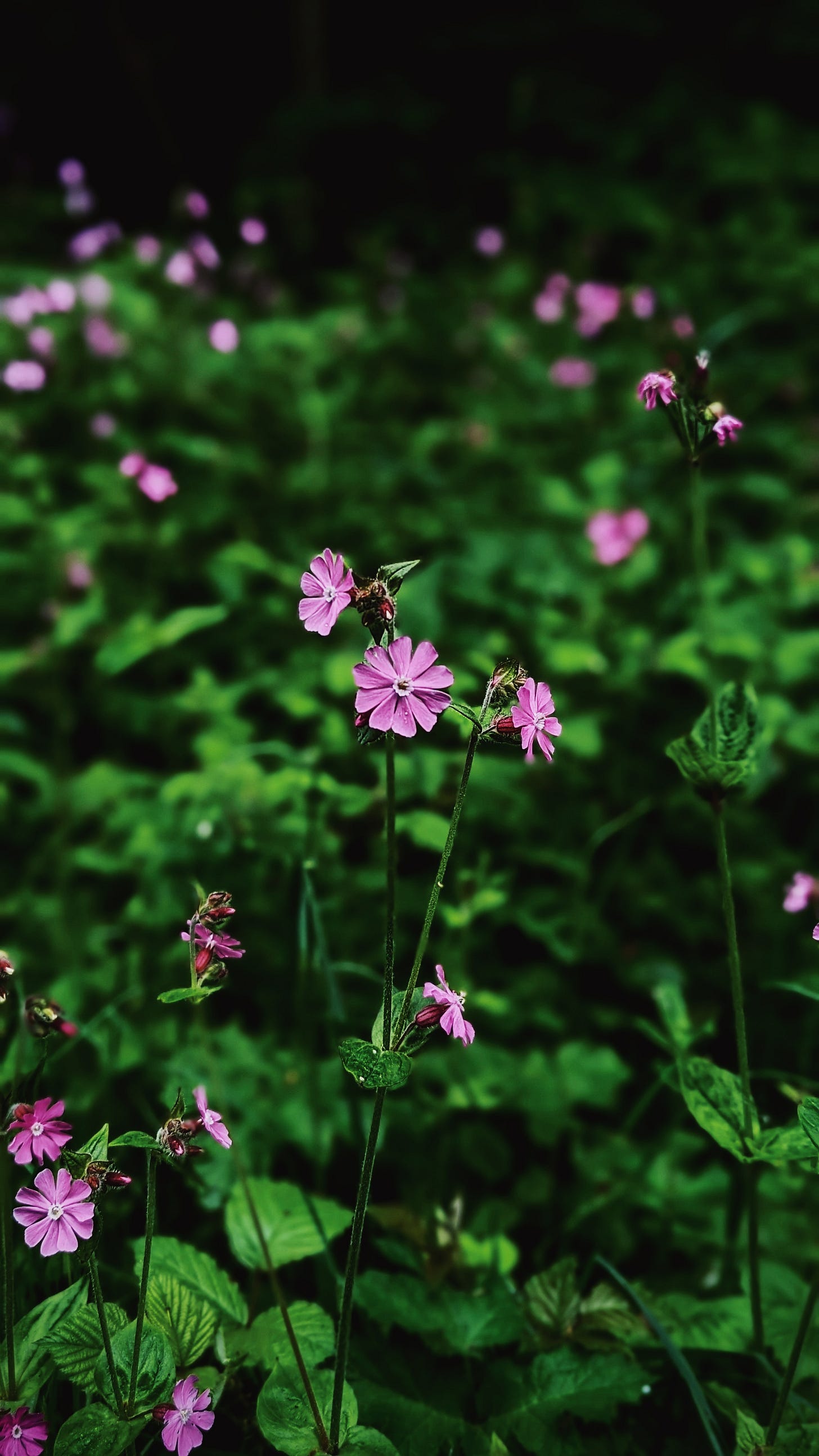 A tall green stem is topped with delictae, pink Campion flowers, popping against the green background foliage.