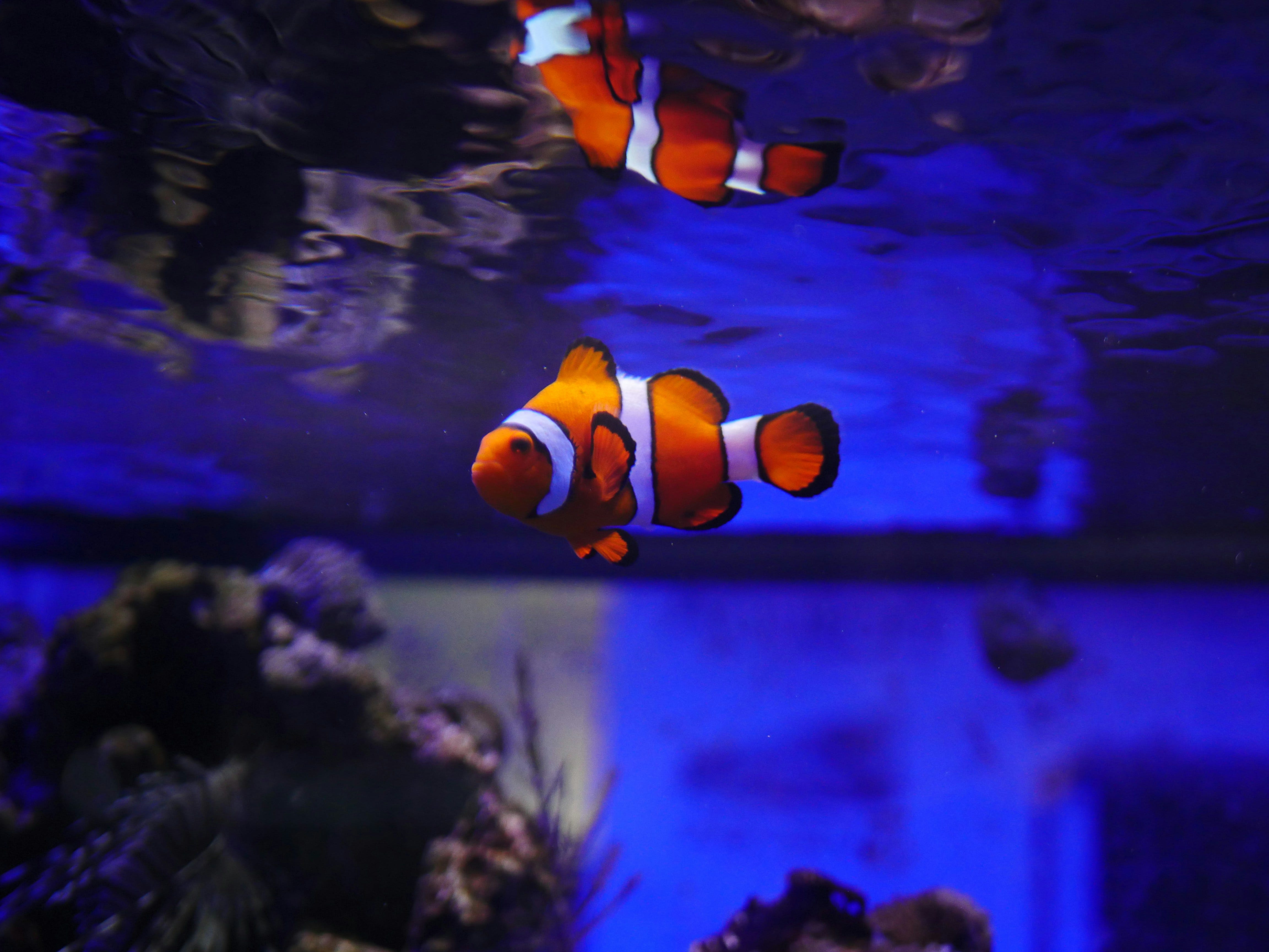 Finding Nemo: The Endless Quest For Happiness