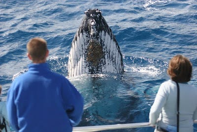 A whale jumping out of the water

AI-generated content may be incorrect.
