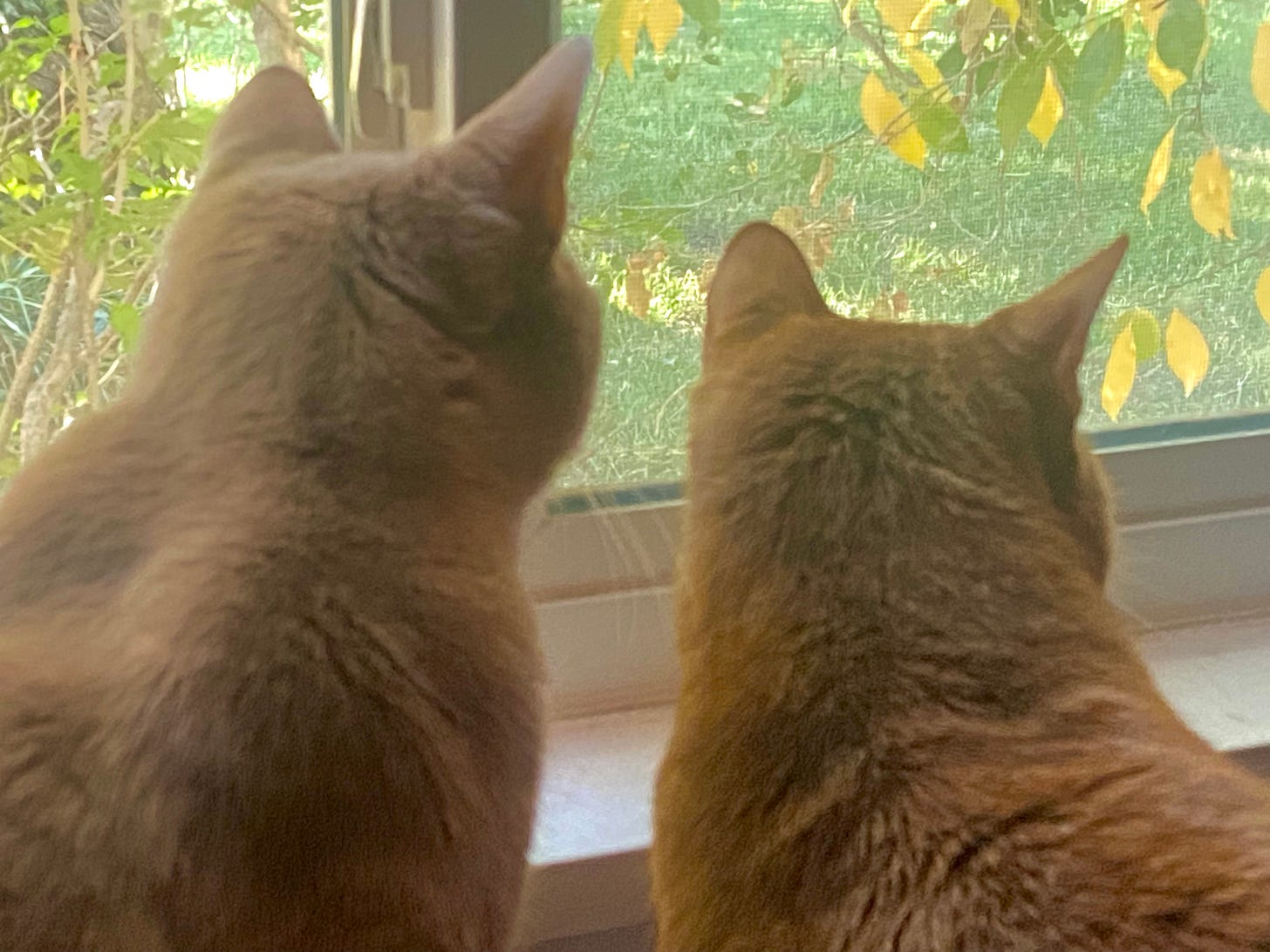 Two cats looking out a window