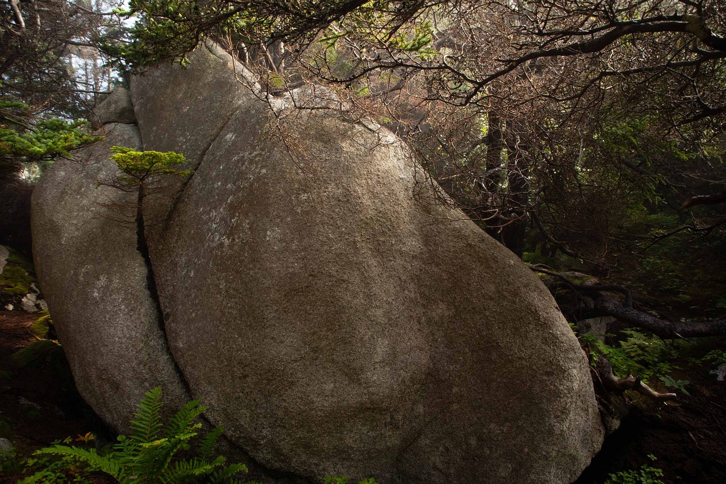 Life finds a way. A tree sprouts through the crack of an ancient granite rock deposited by glacial retreat some 12,000 years ago. August 11, 2024. Polly’s Cove. West Dover, Nova Scotia. Photo credit: Nancy Forde | nancyforde.com Life finds a way. A tree sprouts through the crack of an ancient granite rock deposited by glacial retreat some 12,000 years ago. August 11, 2024. Polly’s Cove. West Dover, Nova Scotia. Photo credit: Nancy Forde | nancyforde.com