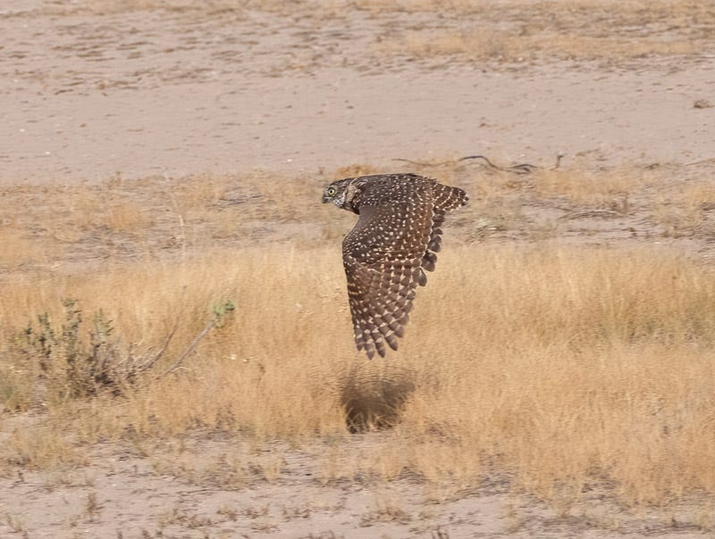 20260825-BurrowingOwl-24-Edit.jpg 20260825-BurrowingOwl-24-Edit.jpg