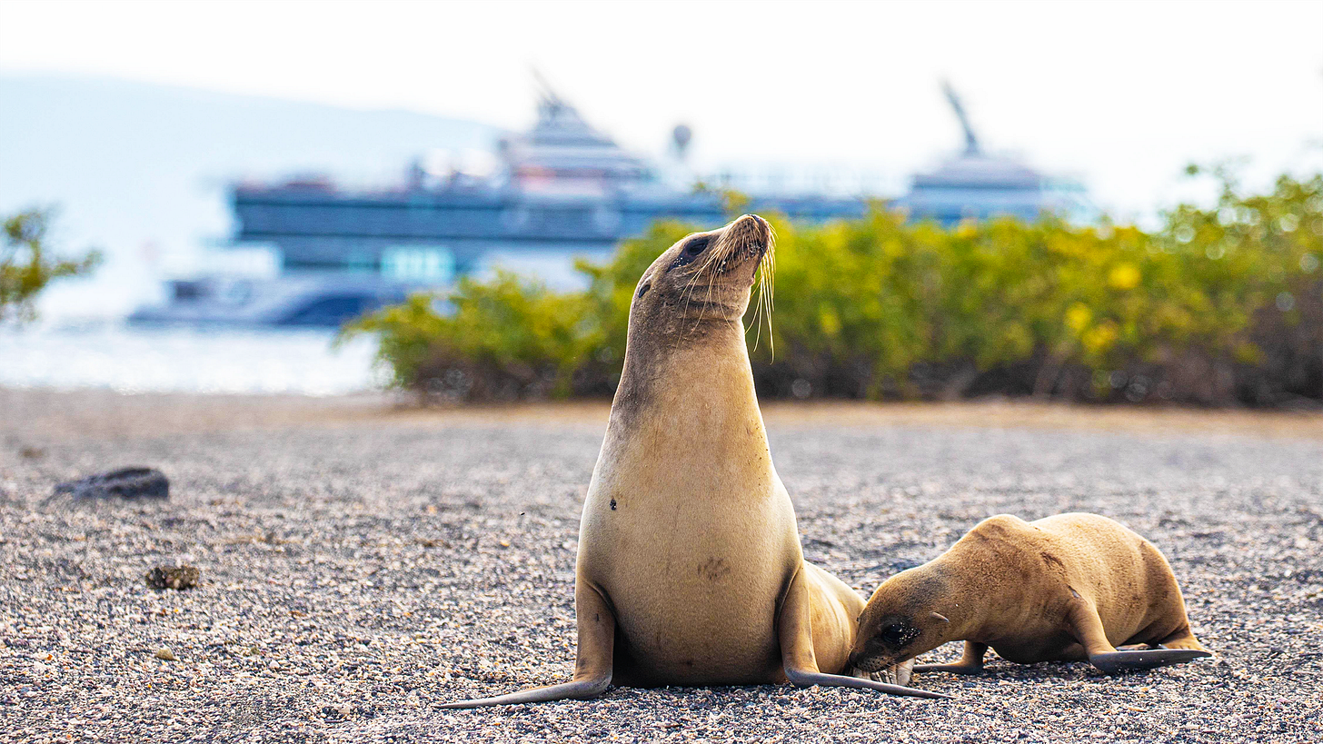Celebrity Cruises Galapagos: Travel Weekly