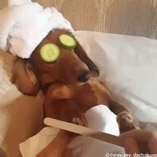 a dachshund wearing a towel and cucumber slices on its eyes is getting its nails done . a dachshund wearing a towel and cucumber slices on its eyes is getting its nails done .