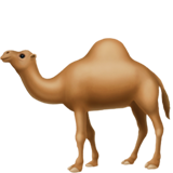 Hump 🐪 Days